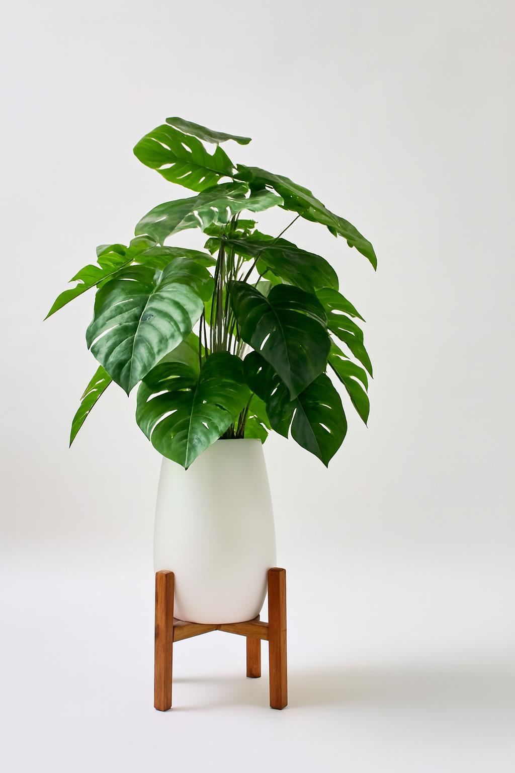 Monstera Artificielle  Avec Grand Pot en Céramique et Support en Bois 5
