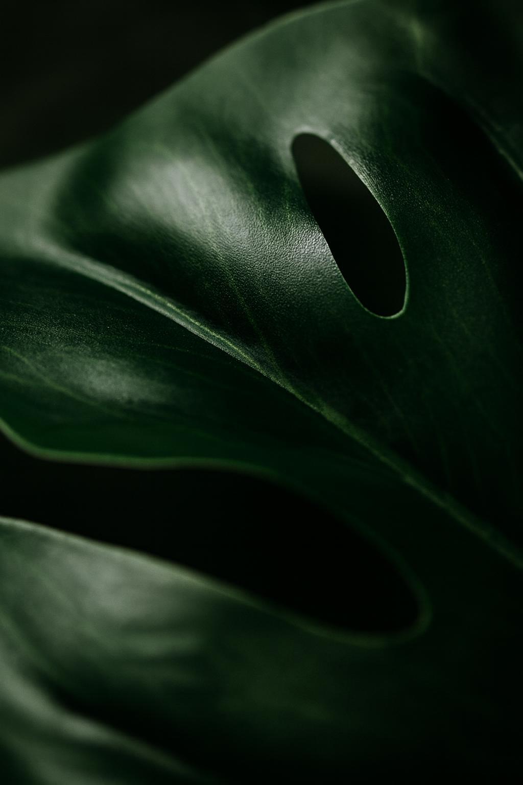Faux philodendron, Monstera deliciosa Avec Pot En Céramique B12 5