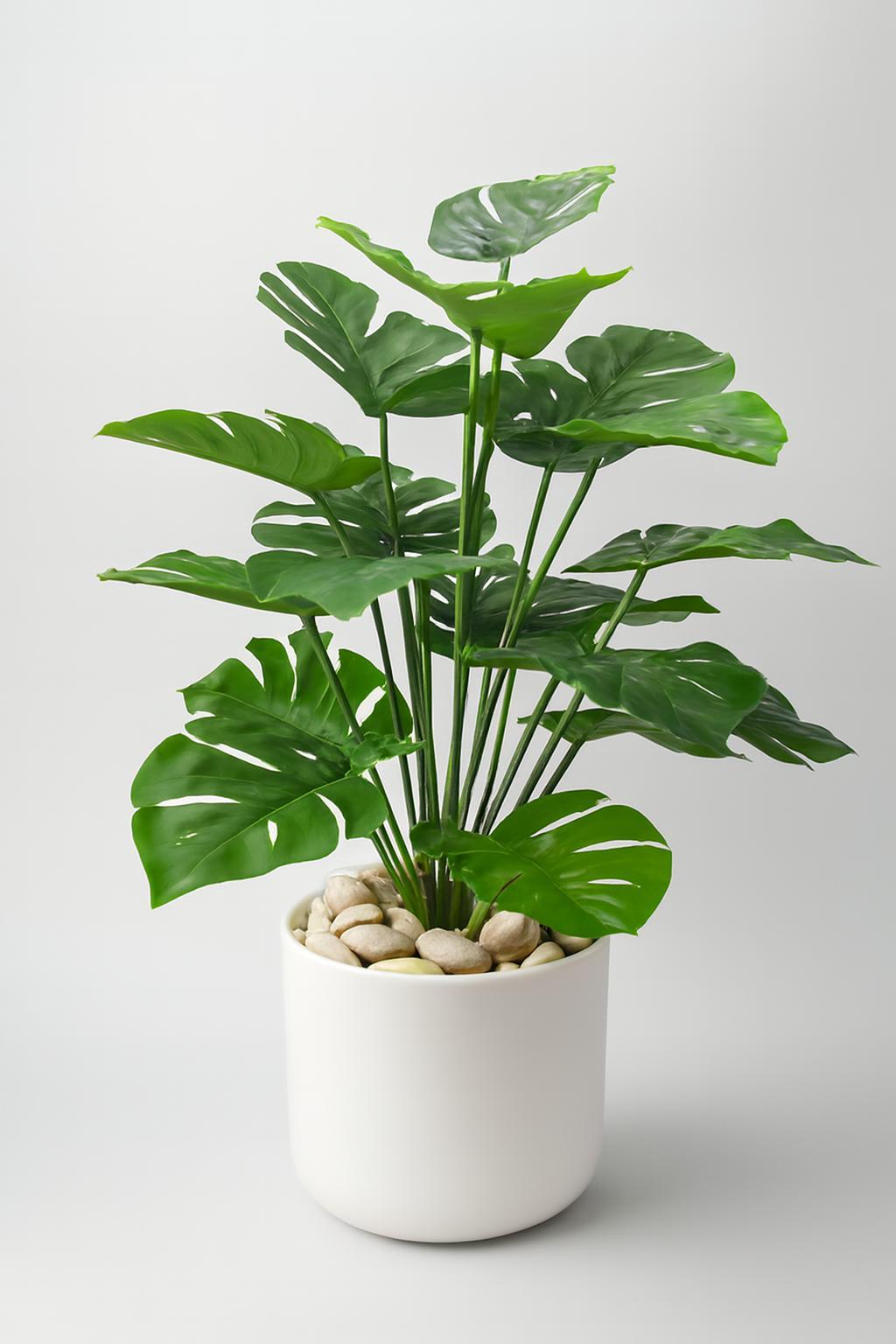 Faux philodendron, Monstera deliciosa Avec Pot En Céramique B12 3
