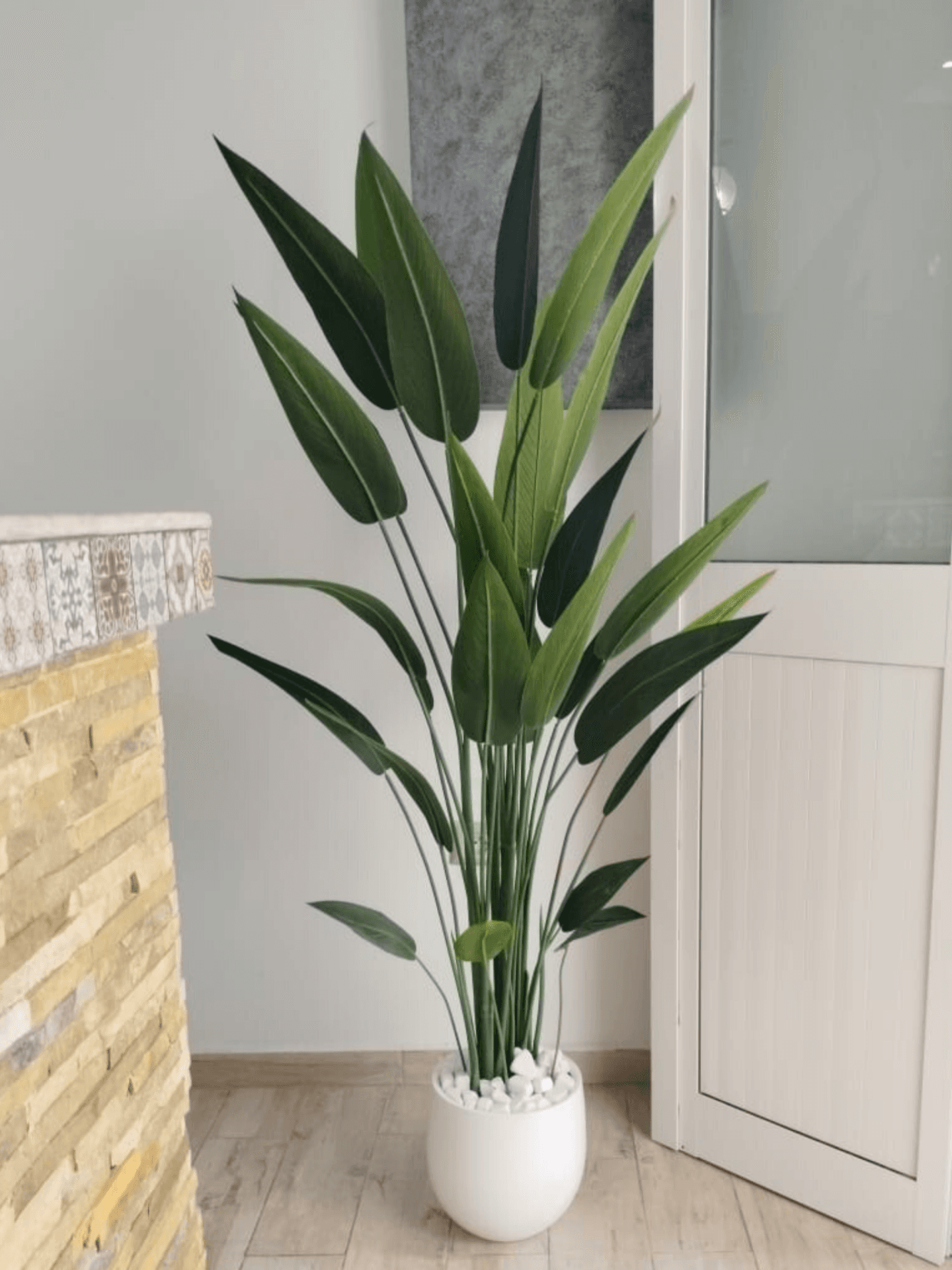 Strelitzia à fines feuilles avec un pot en céramique de hauteur totale de 1.9m – D132