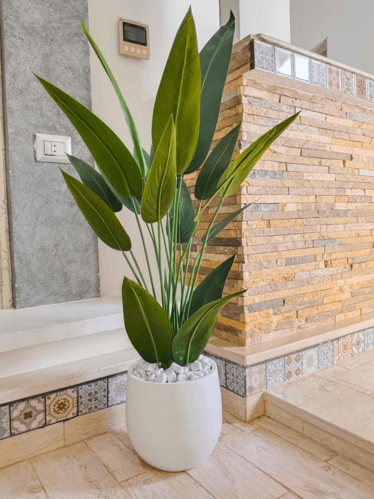 Strelitzia à Fines Feuilles (Oiseau de Paradis) avec Pot en Céramique – Hauteur Totale 1,35 m – Livraison Gratuite en Tunisie – D134